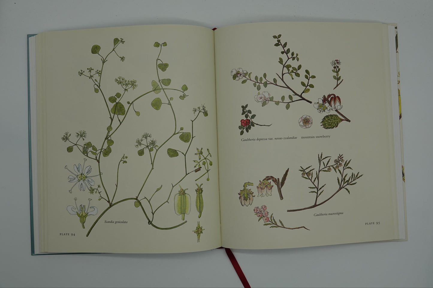 The Essential Audrey Eagle Botanical Art of New Zealand